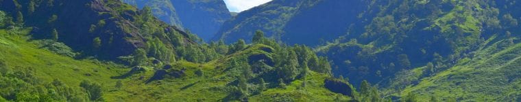 plant extract supply 8